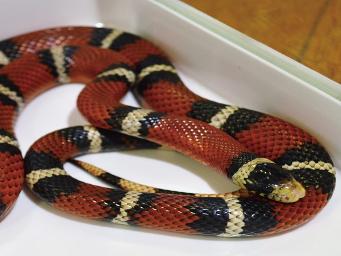 Snake Cafe in Harajuku, Tokyo, JAPAN Find the lowest rates on activities and tours! Animal