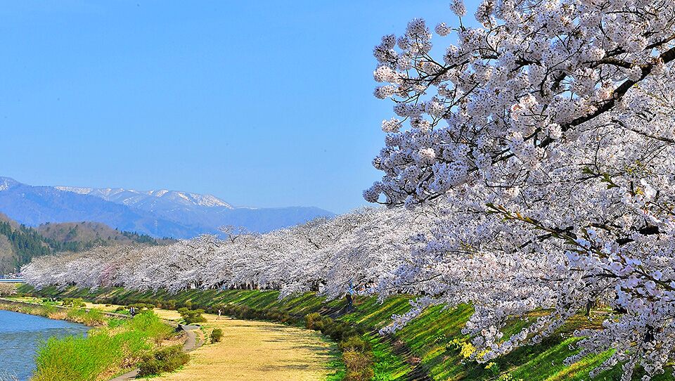 Cherry Blossoms of the Hinokinai River