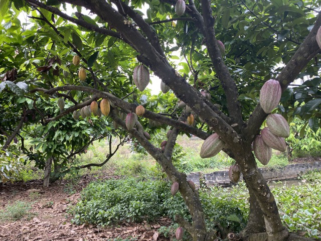 Cacao カカオを知り尽くそう カカオ農園 チョコレート工房見学ツアー q昼食付き ホーチミン ベトナム のお得なオプショナルツアー Hisgo バングラデッシュ