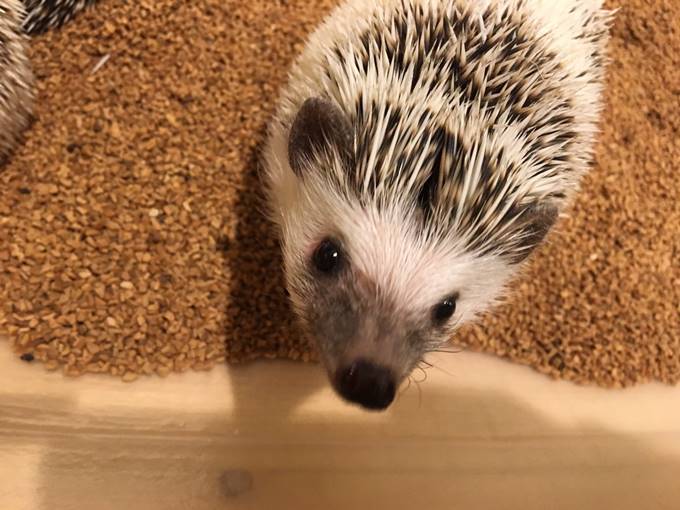 Chinchilla Otter Hedgehog Cafe Playing With Many Cute Animals Things To Do In Tokyo Japan Hisgo Bangladesh