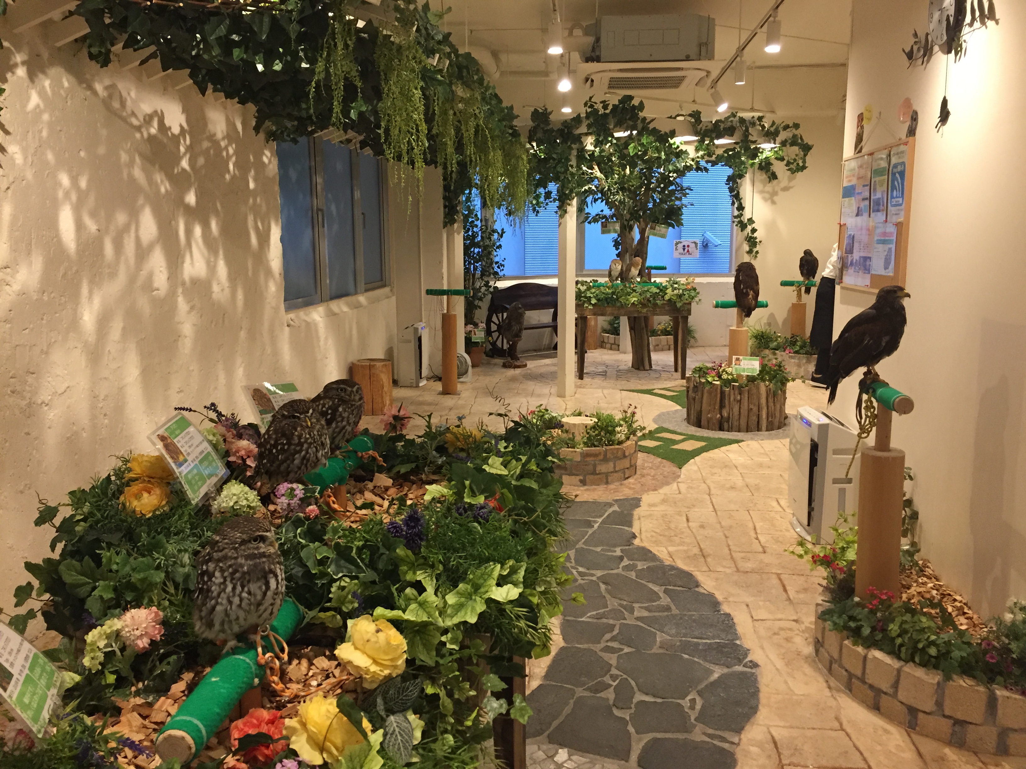 New Owl Cafe in Harajuku "Owl's Garden", Things To Do in Tokyo JAPAN
