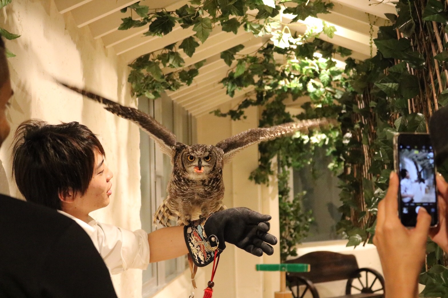 New Owl Cafe in Harajuku "Owl's Garden", Things To Do in Tokyo JAPAN