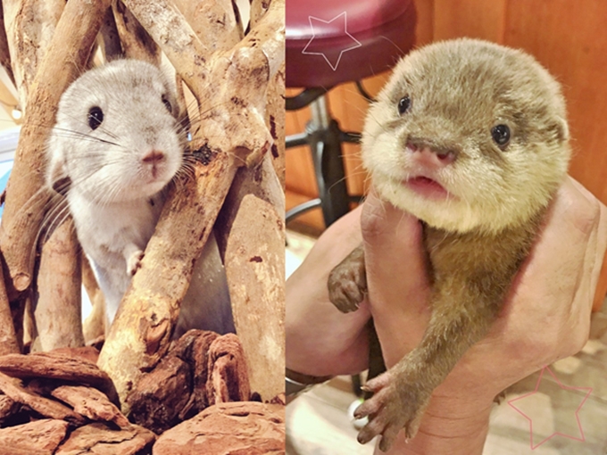 Chinchilla, Otter & Hedgehog Cafe! Playing with many cute animals