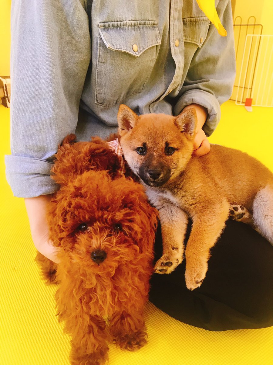 Teacup Poodle and Mameshiba Dog Cafe in Harajuku, Things To Do in Tokyo