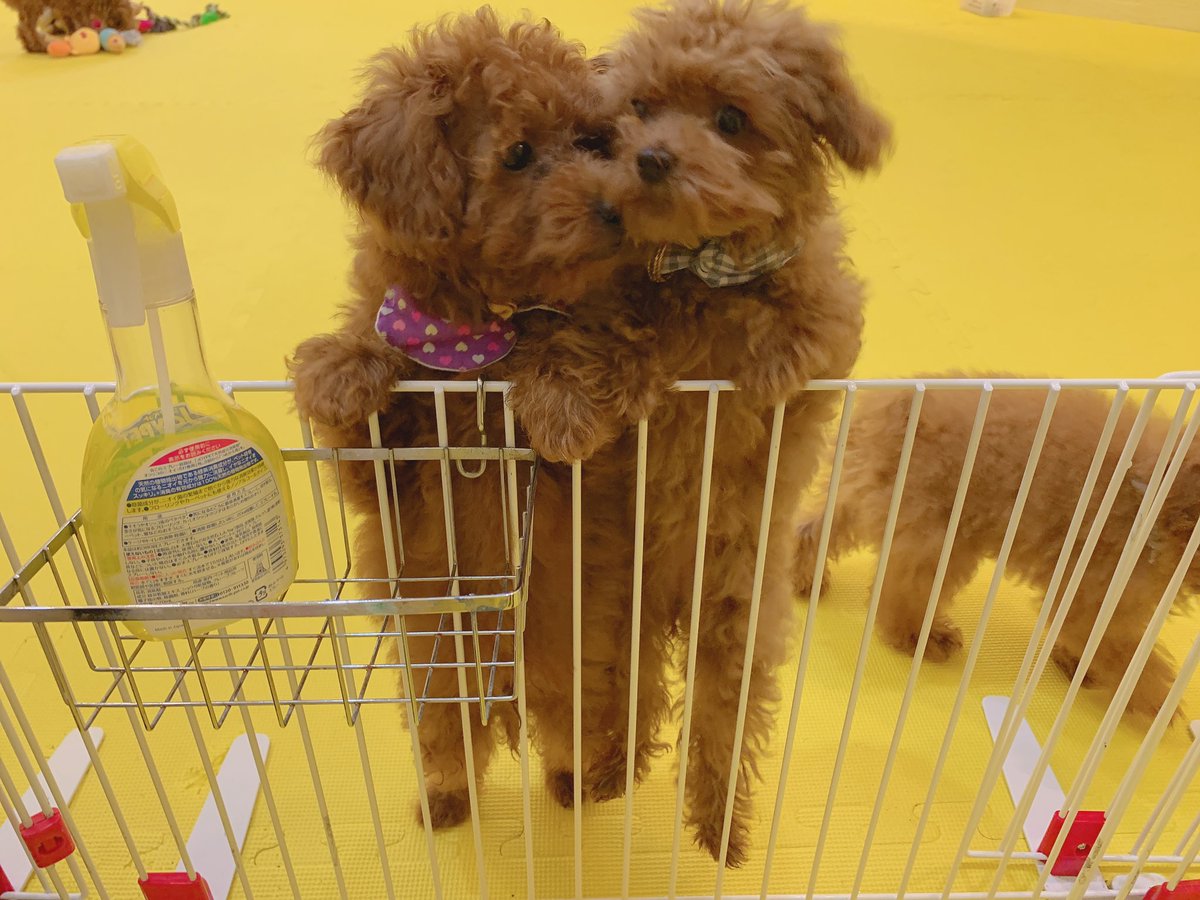 Teacup Poodle and Mameshiba Dog Cafe in Harajuku, Things To Do in Tokyo