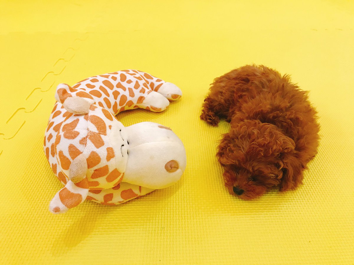 Teacup Poodle and Mameshiba Dog Cafe in Harajuku, Things To Do in Tokyo