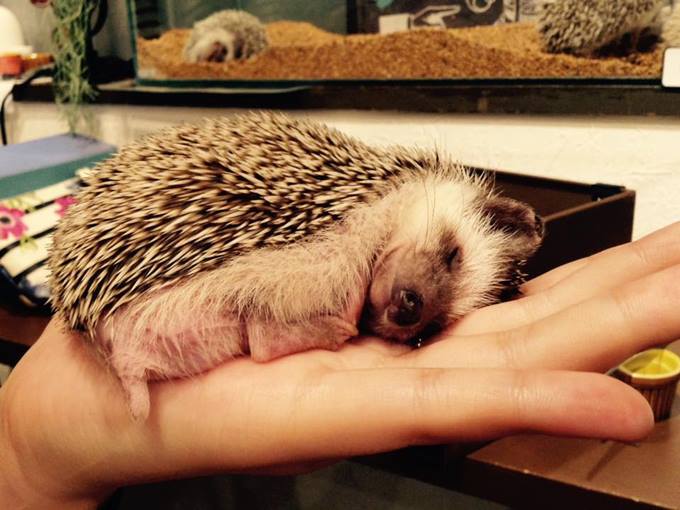Hedgehog Cafe in Harajuku!, Things To Do in Tokyo JAPAN | hisgo TIC