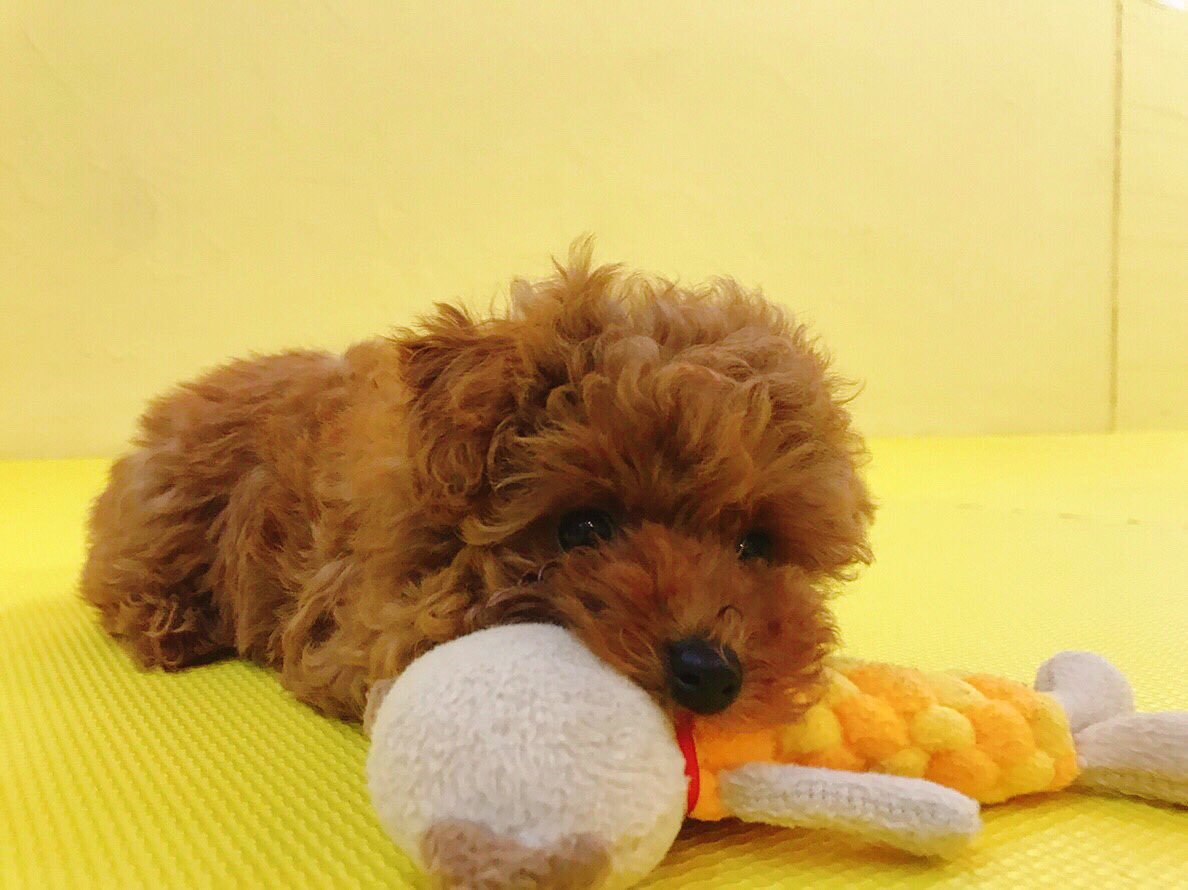 toy poodle