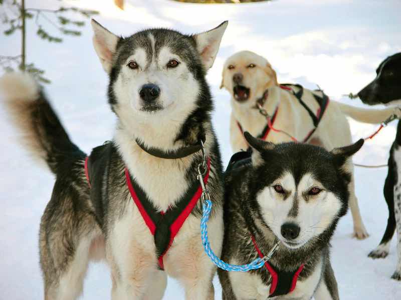 欲張りプラン トナカイぞりとハスキーぞり体験 英語 ロバニエミ フィンランド のお得なオプショナルツアー Hisgo ポーランド