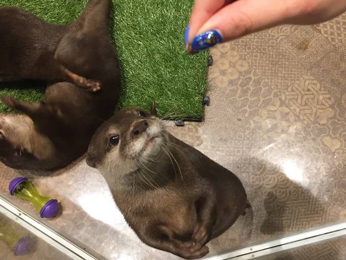 チンチラ かわうそカフェ かわいい動物と触れ合おう 東京 日本 のお得なオプショナルツアー Hisgo ポーランド チンチラ かわうそカフェ かわいい動物と触れ合おう 東京 日本 のお得なオプショナルツアー Hisgo ポーランド