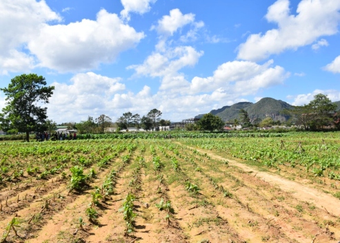 世界遺産ビニャーレス渓谷日帰りツアー ハバナ キューバ のお得なオプショナルツアー Hisgo トルコ