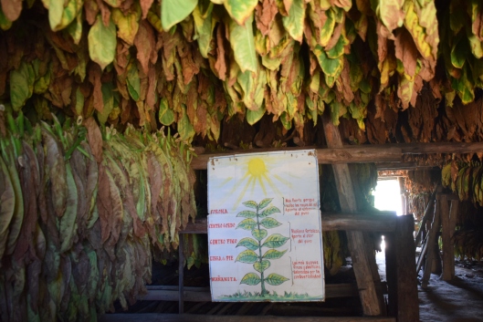 世界遺産ビニャーレス渓谷日帰りツアー ハバナ キューバ のお得なオプショナルツアー Hisgo トルコ