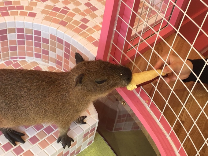 カピパラ フェレットカフェ 原宿かわいい動物園 東京 日本 のお得なオプショナルツアー Hisgo トルコ カピパラ フェレットカフェ 原宿かわいい動物園 東京 日本 のお得なオプショナルツアー Hisgo トルコ