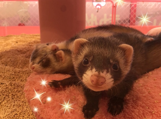 カピパラ フェレットカフェ 原宿かわいい動物園 東京 日本 のお得なオプショナルツアー Hisgo トルコ