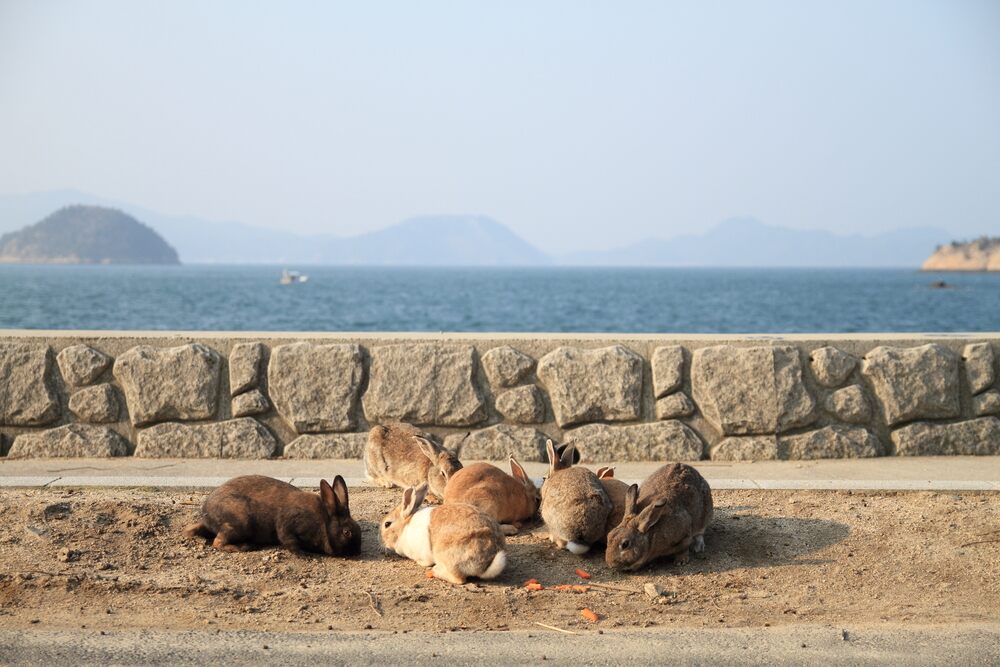 Image result for okunoshima island