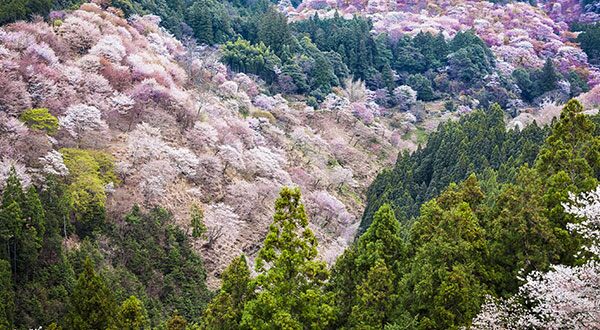 Mount Yoshino - Japan’s Most Spectacular Views