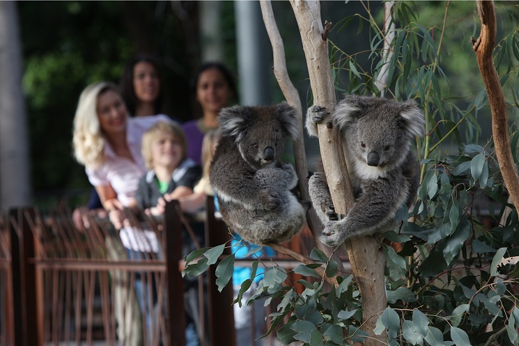 メルボルン動物園 メルボルン オーストラリア のお得なオプショナルツアー Hisgo アメリカ メルボルン動物園 メルボルン オーストラリア のお得なオプショナルツアー Hisgo アメリカ