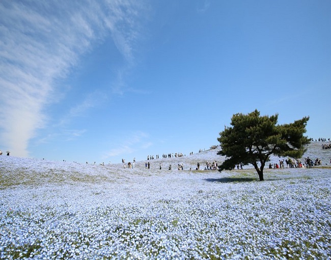 Hitachi Seaside Park An S Most