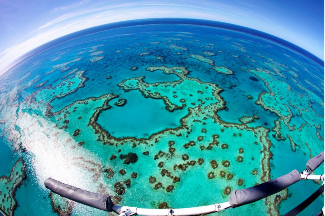 ベスト オブ ボウス ワールド ハミルトン島 オーストラリア のお得なオプショナルツアー Hisgo アメリカ