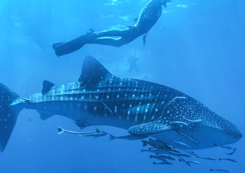 サンホセ発着 ラパスの海でジンベエザメとエキサイティング シュノーケリング サンホセ ロスカボス メキシコ のお得なオプショナルツアー Hisgo アメリカ