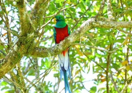 サンホセ発着 ケツァール探鳥ツアー1泊2日 サンホセ コスタリカ のお得なオプショナルツアー Hisgo アメリカ