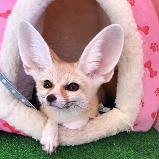 カピパラ フェレットカフェ 原宿かわいい動物園 東京 日本 のお得なオプショナルツアー Hisgo アメリカ カピパラ フェレットカフェ 原宿かわいい動物園 東京 日本 のお得なオプショナルツアー Hisgo アメリカ