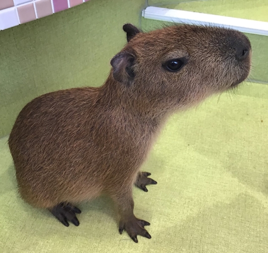 カピパラ フェレットカフェ 原宿かわいい動物園 東京 日本 のお得なオプショナルツアー Hisgo アメリカ カピパラ フェレットカフェ 原宿かわいい動物園 東京 日本 のお得なオプショナルツアー Hisgo アメリカ