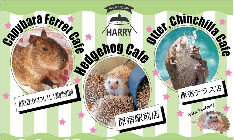 Kawaii Animal Fast Pass In Harajuku Things To Do In Tokyo Japan Hisgo U S A Kawaii Animal Fast Pass In Harajuku Things To Do In Tokyo Japan Hisgo U S A