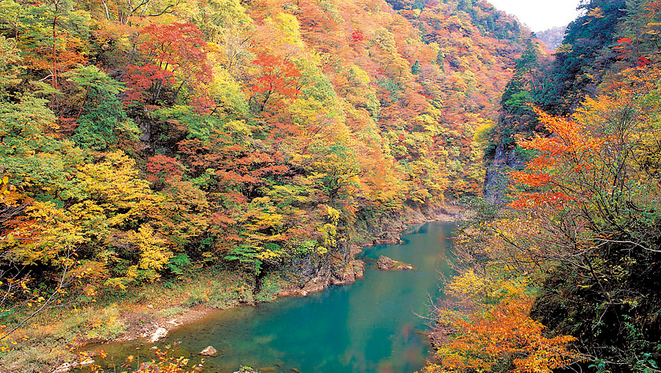 Fall Leaves of the Dakikaeri Ravine