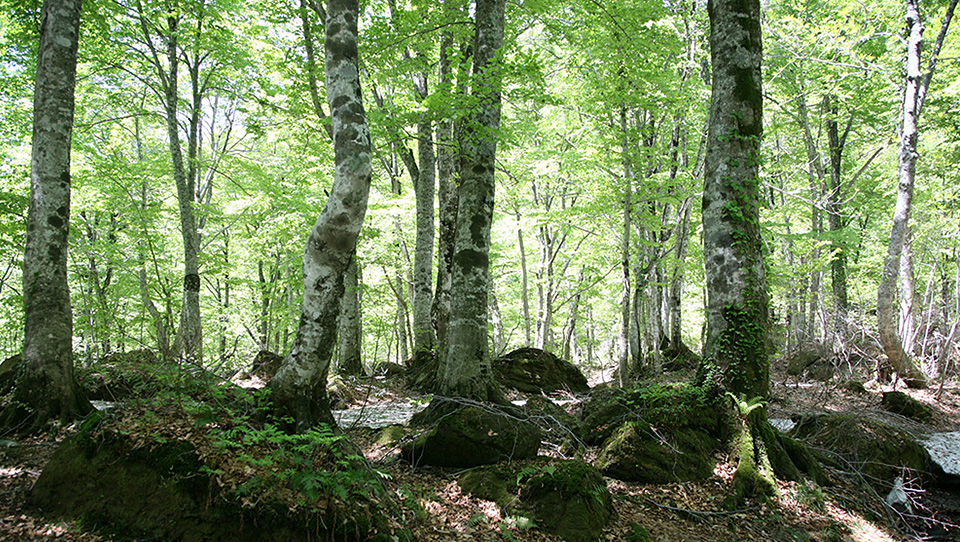 Fresh Greens in the Shirakami-Sanchi Region